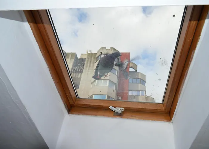 Апартаменты Garsoniere Victor Seaview Aer Conditionat- Bucatarie-primim Carduri Vacanta-pet Friendly La 3 Minute De Plaja Reyna-zoom